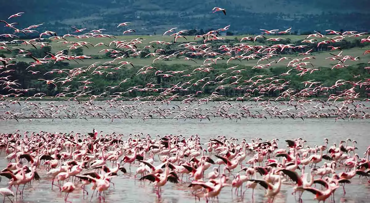 flamingo colony