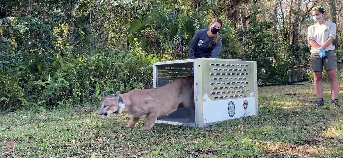 panther being released from cage