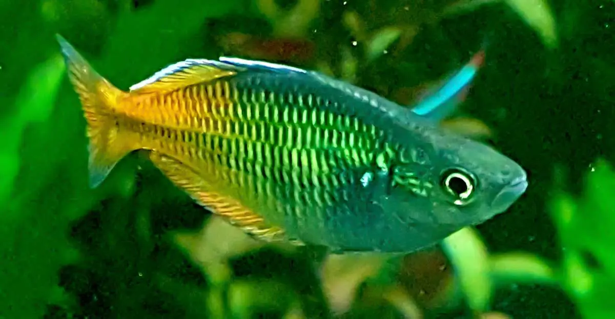 boesemani rainbowfish