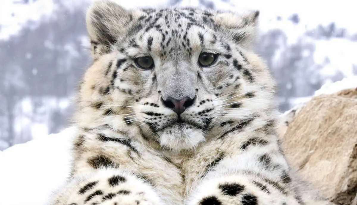 fascinating facts about snow leopards