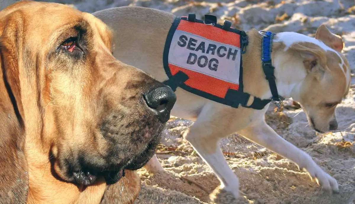 search and rescue dogs what you need to know
