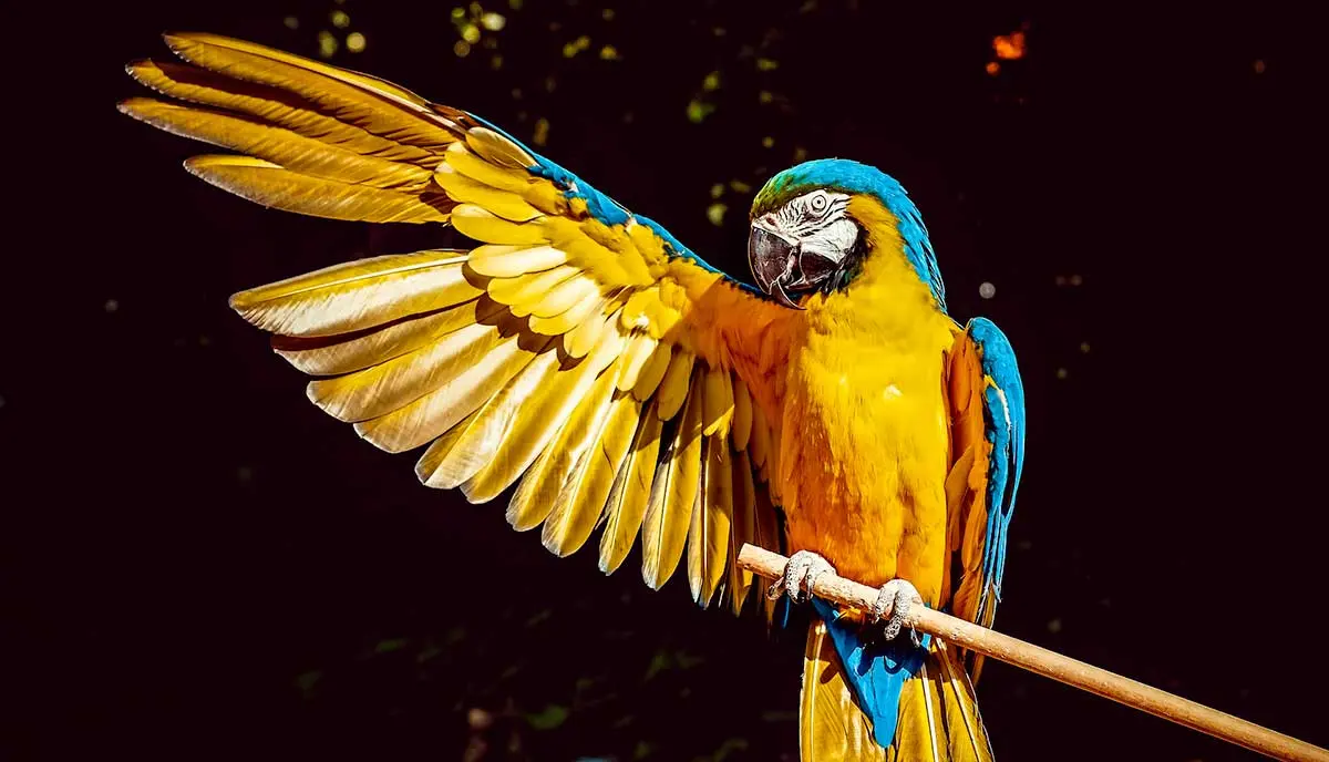 macaw with outstretched wing
