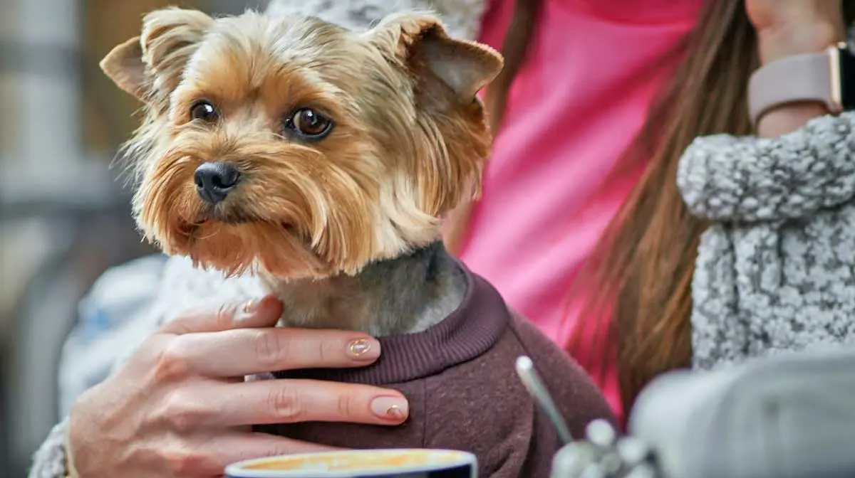 Yorkshire Terrier Sitting on Owners Lap in Coffee Shop