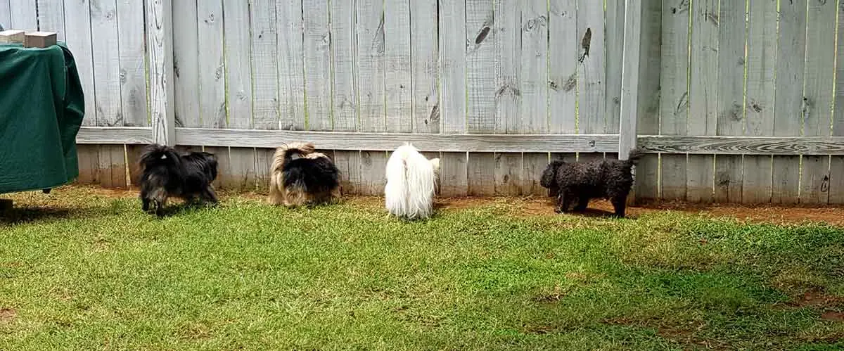 dogs in yard