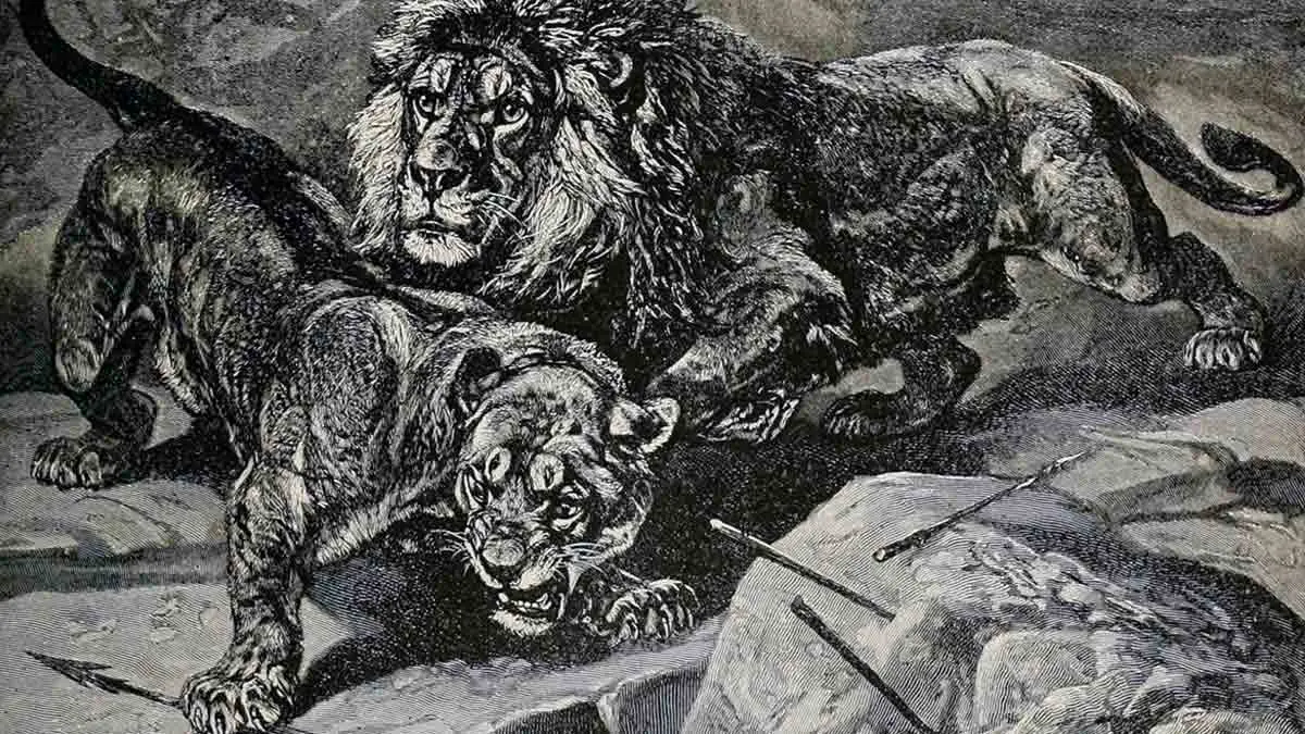 engraving of lion and lioness