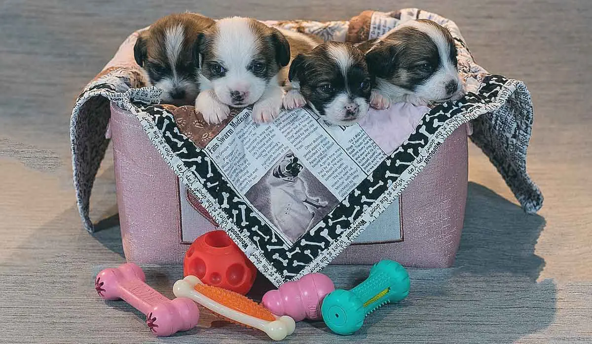 4_Puppies_in_a_basket