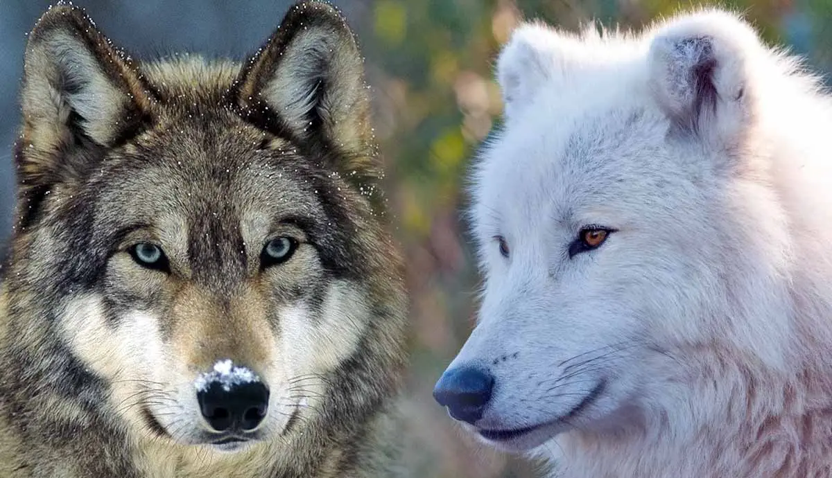 amazing wolves of the world