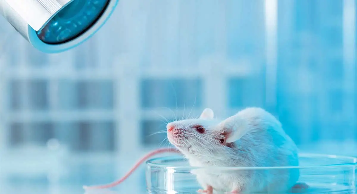 mouse under microscope for biomedical research