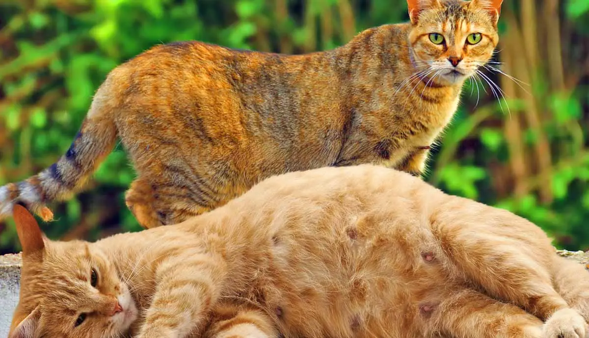 everything you should know about cat pregnancy