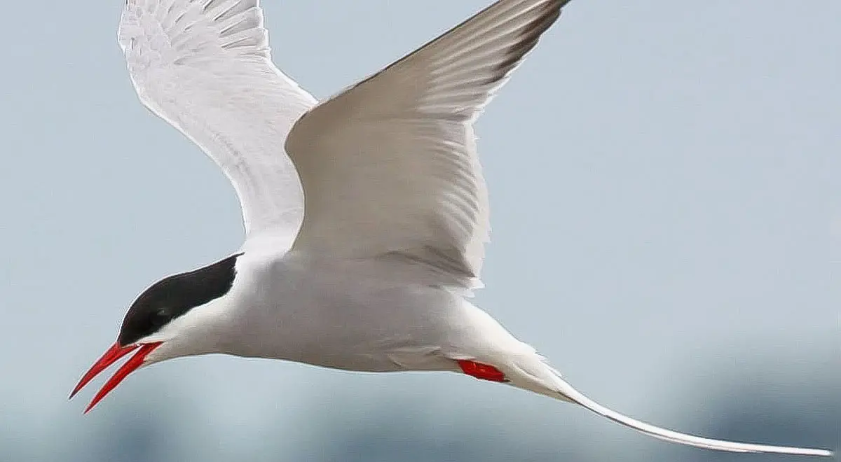 arctic.tern