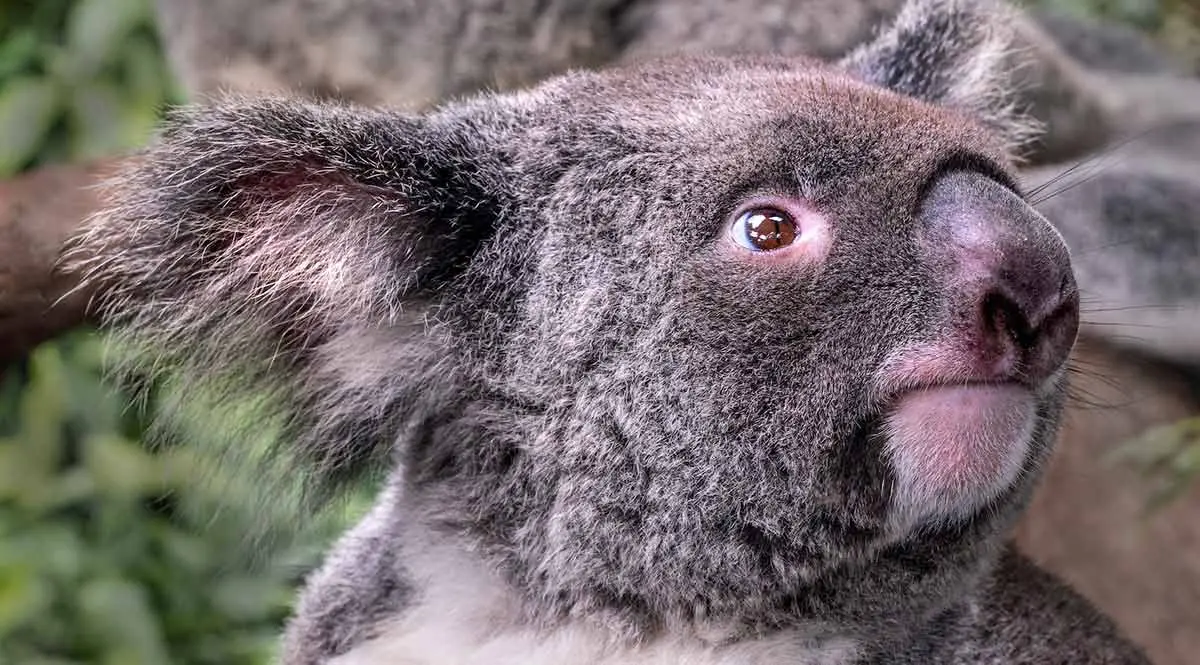 close up of koala bear face