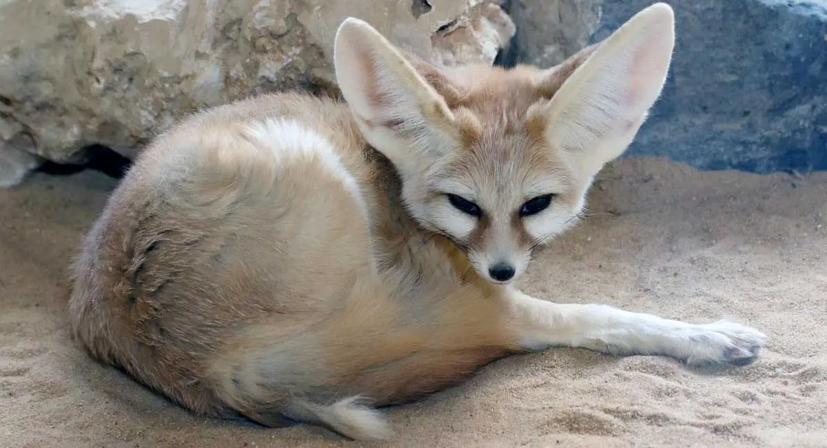 fennec fox big ears