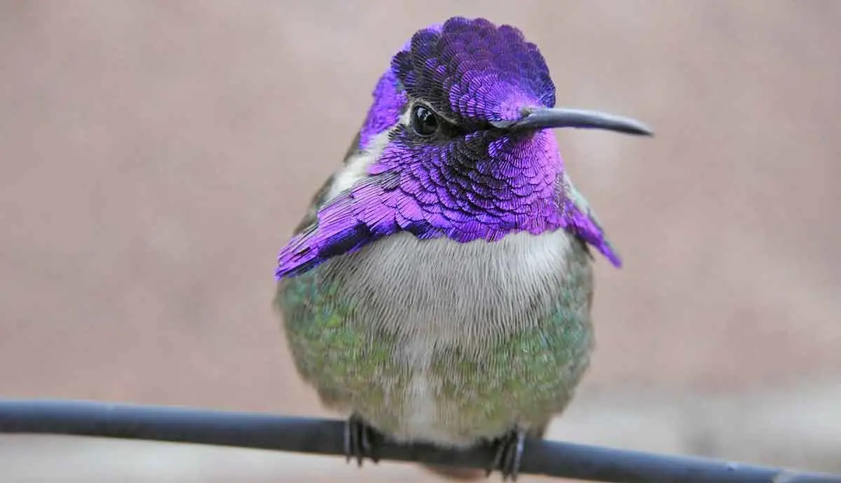 hummingbird with vibrant purple gorget