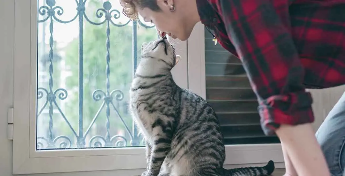 striped cat giving owner kisses
