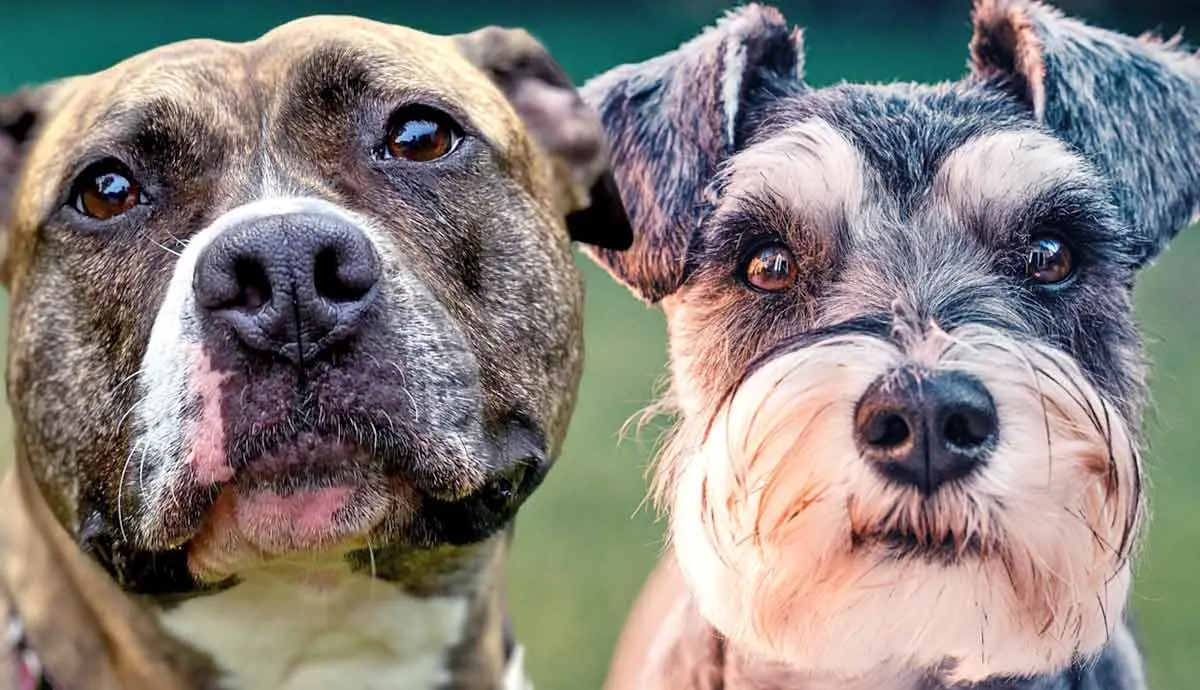 meet these popular terrier breeds