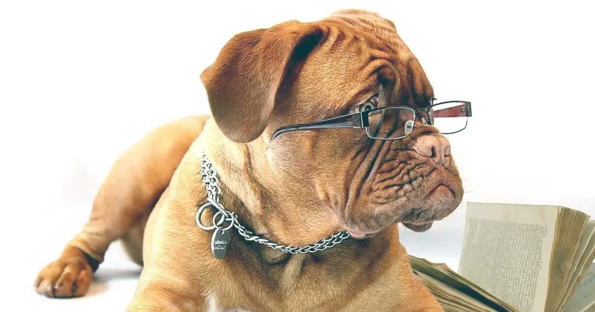 dog in glasses with book
