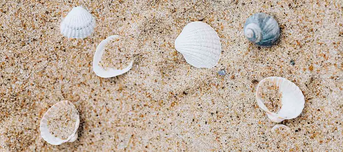 buried seashells brown sand