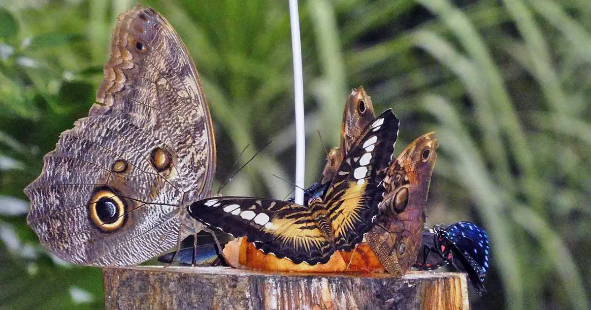 different butterfly species feeding on a log