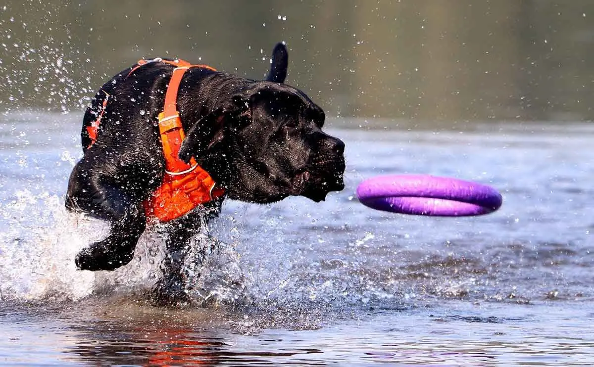 dog playing in water with frisbee and wearing lifejacket