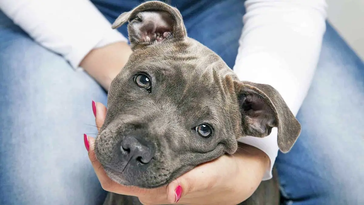 pitbull puppy face gently cradled by handler