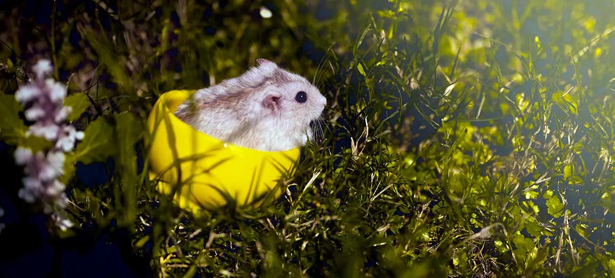 dwarf hamster in yellow cup surrounded by flowers