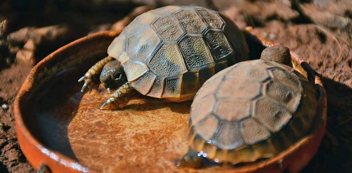 baby tortoises in dish