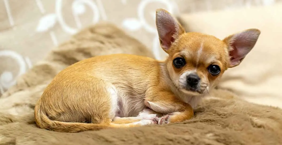 small light brown and white chihuahua laying down