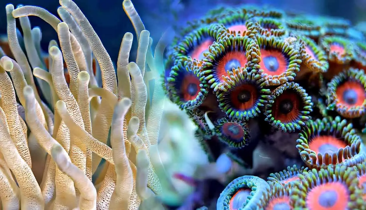 are corals animals