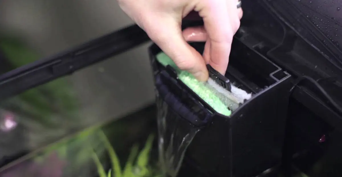 fish tank filter cleaning