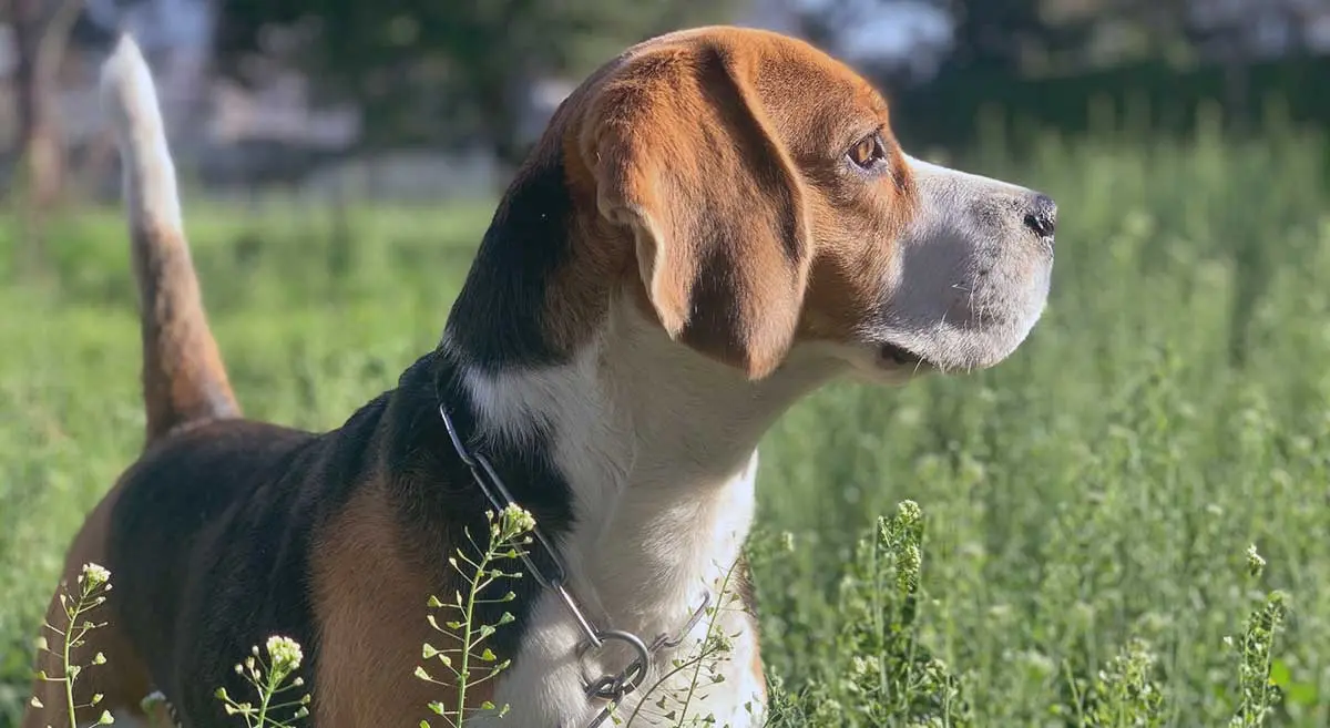 cute beagle standing in long grass