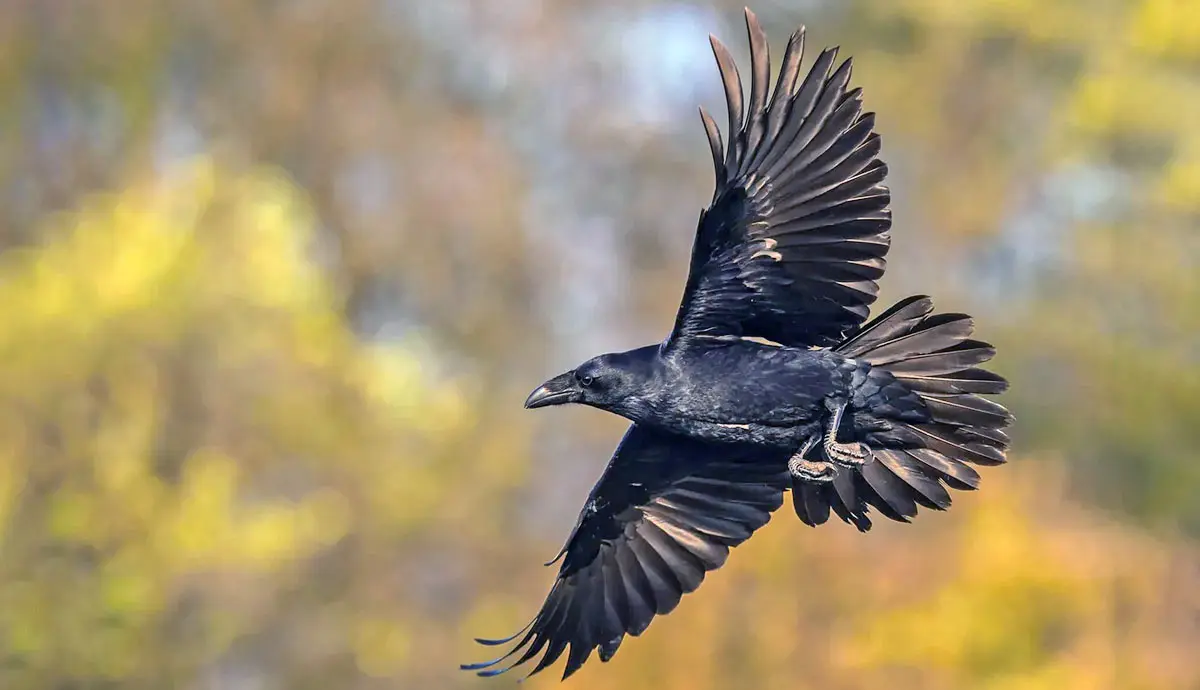 common raven in flight