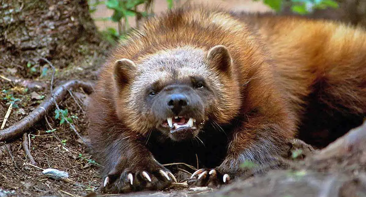 wolverine with teeth and claws bared