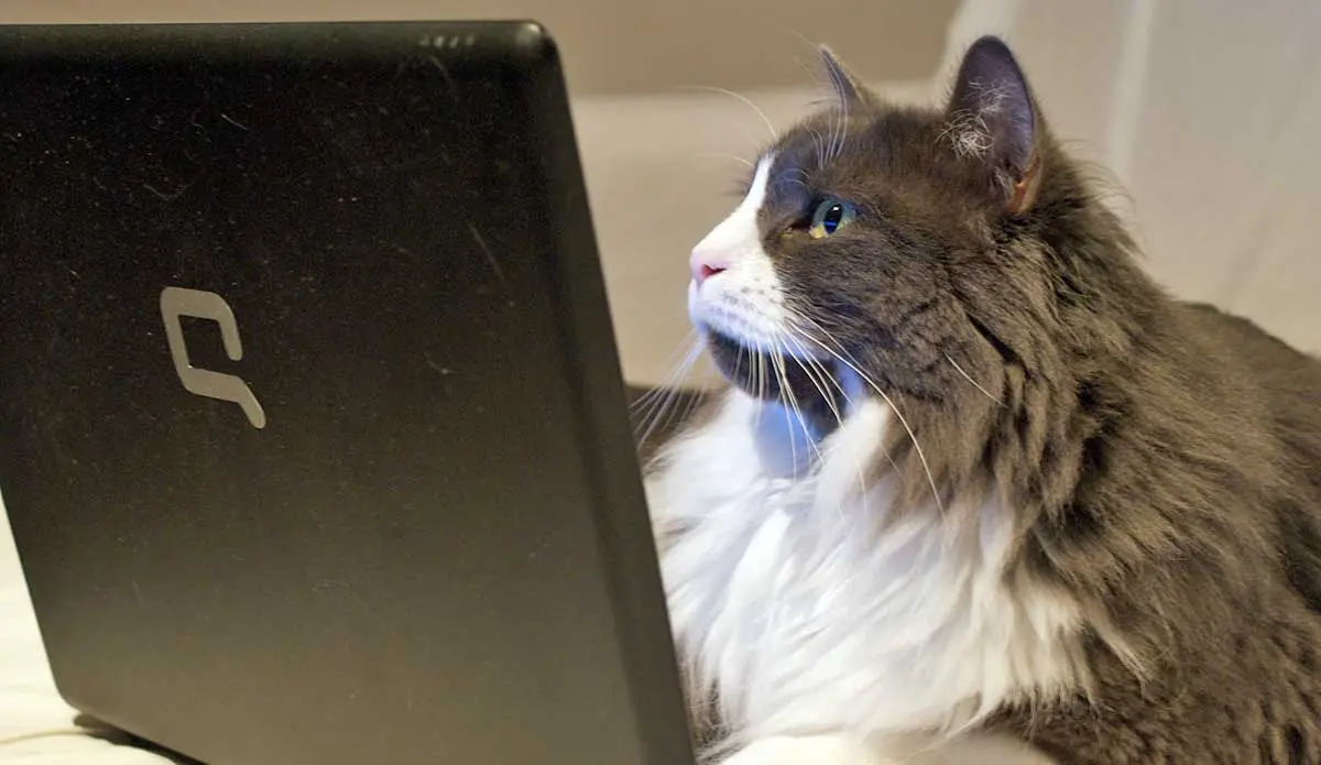 black white cat on laptop