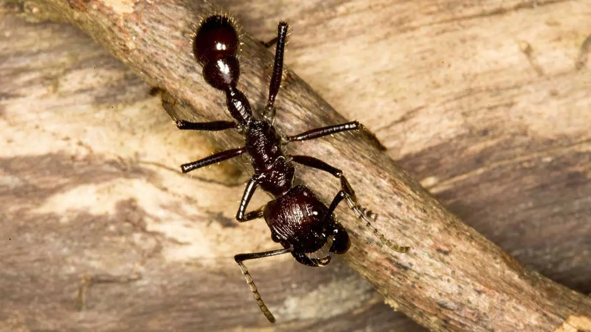 ant on stick