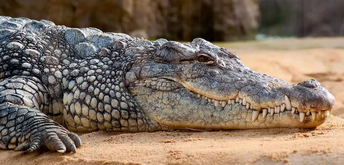 large crocodile laying on riverbank