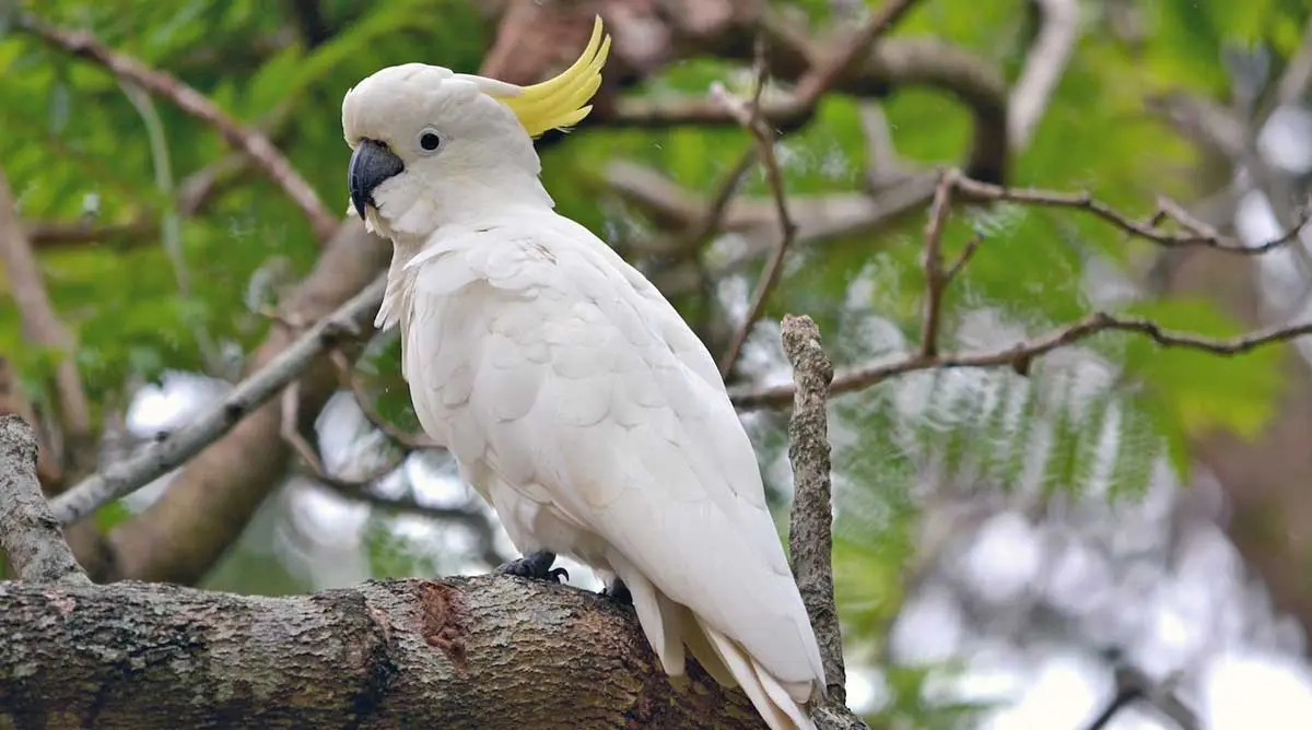 cockatoo parrot on a branch