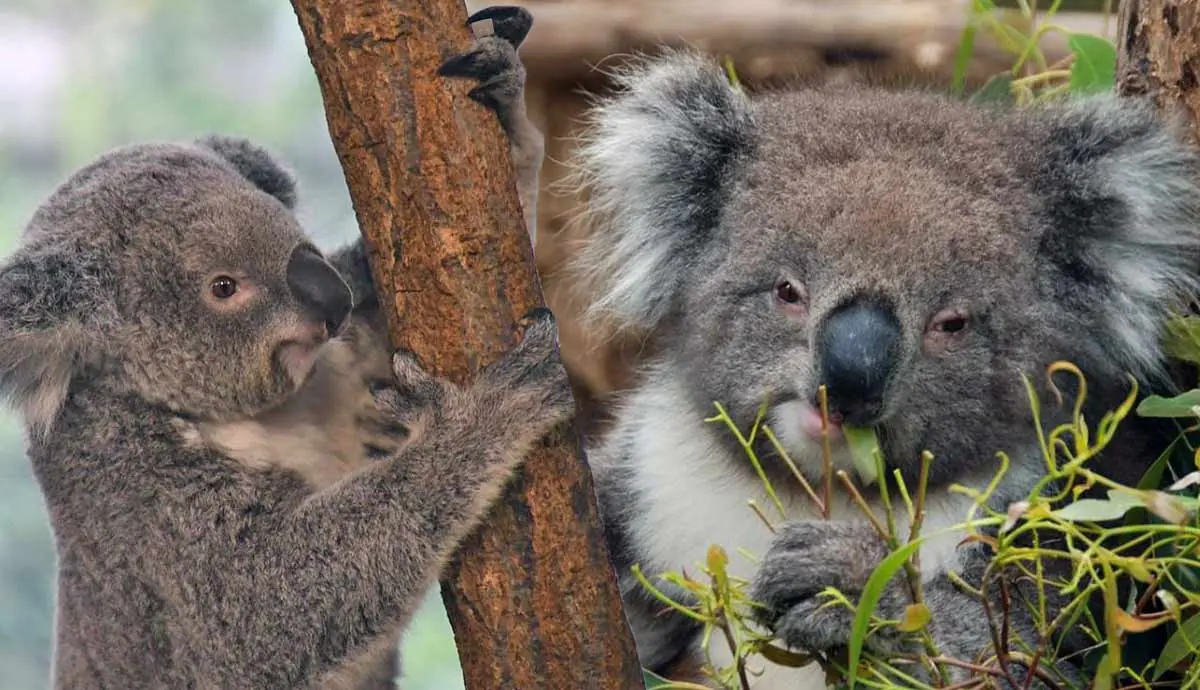 facts koalas