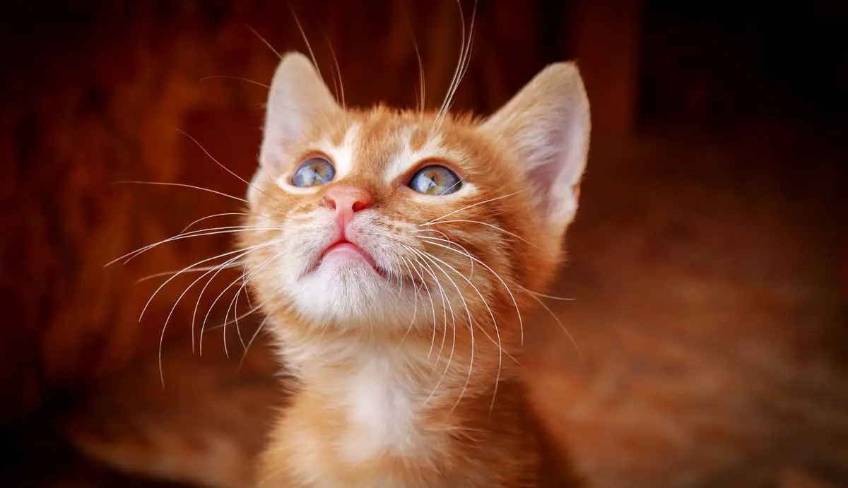 ginger kitten looking upwards