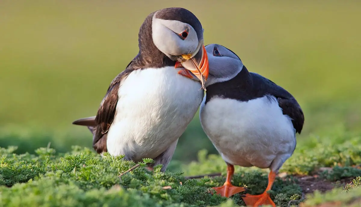 puffin couple