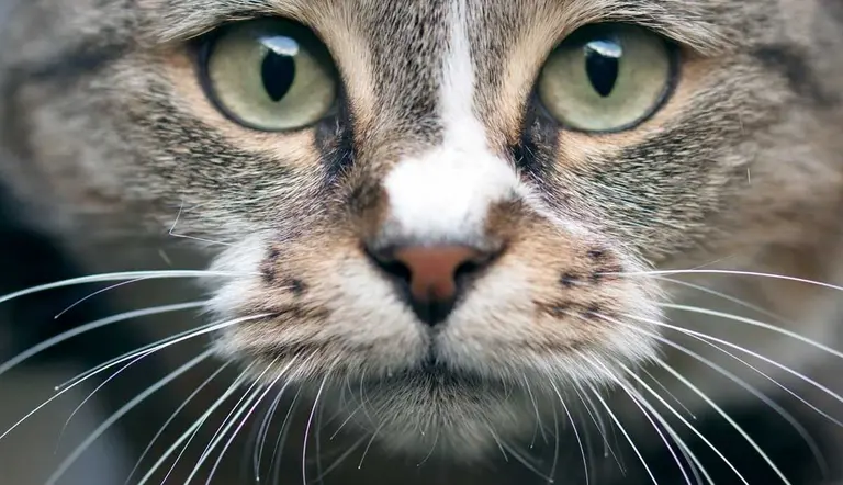 must know facts about cats whiskers