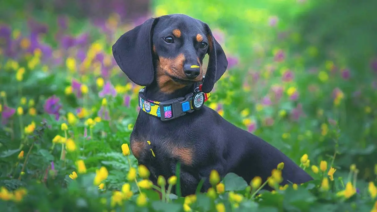 black tan dachshund sitting flowers