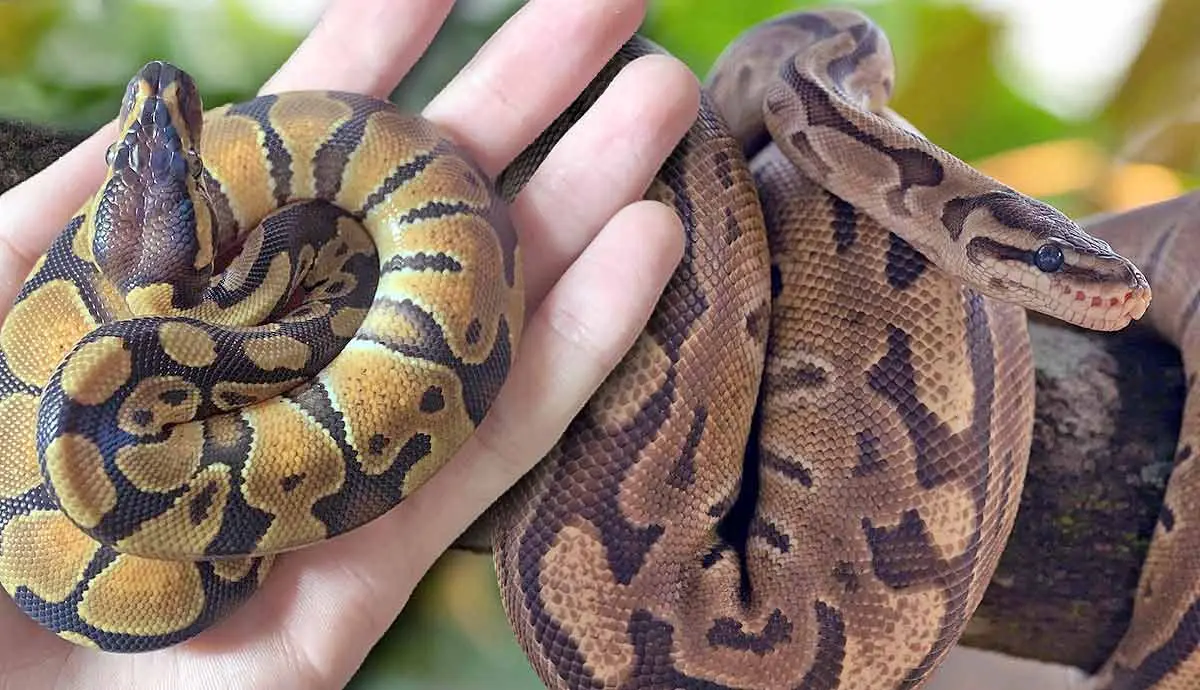 are baby ball pythons easy to care for