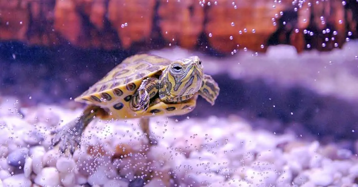 baby turtle in aquarium