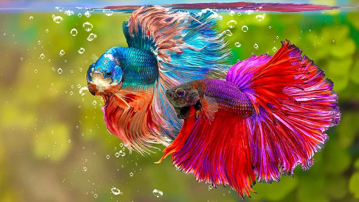 colorful siamese fighting fish
