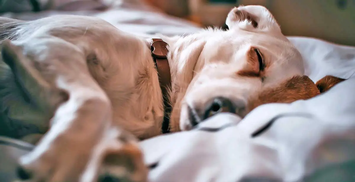 terrier sleeping pillow