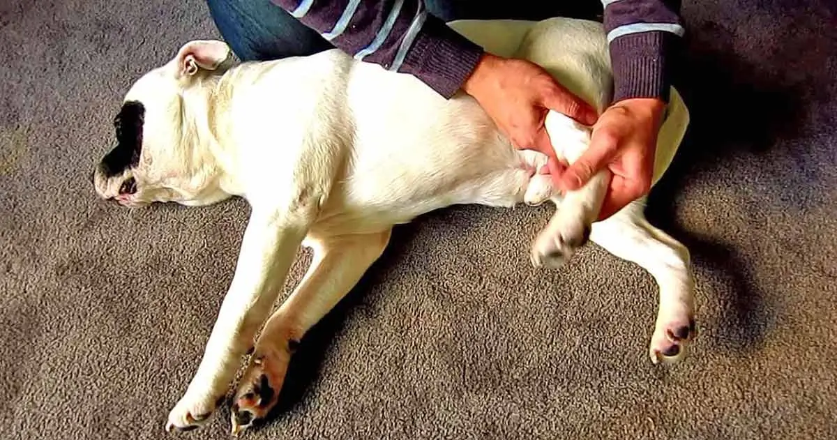 examining the leg of a dog for signs of injury