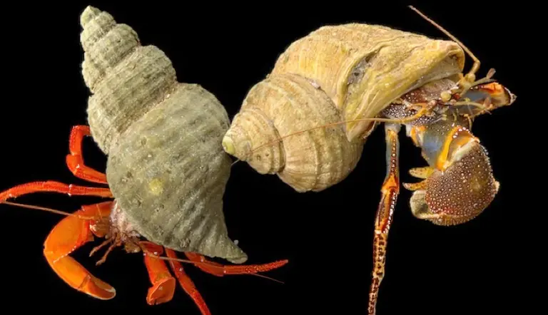 animals living in seashells