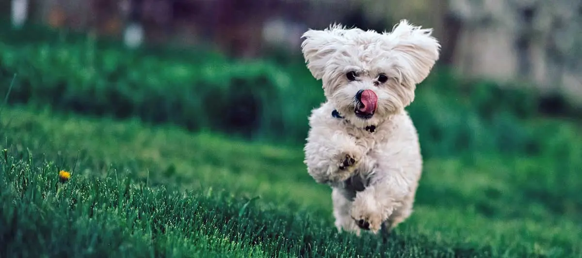 bichon frise dog running on grass