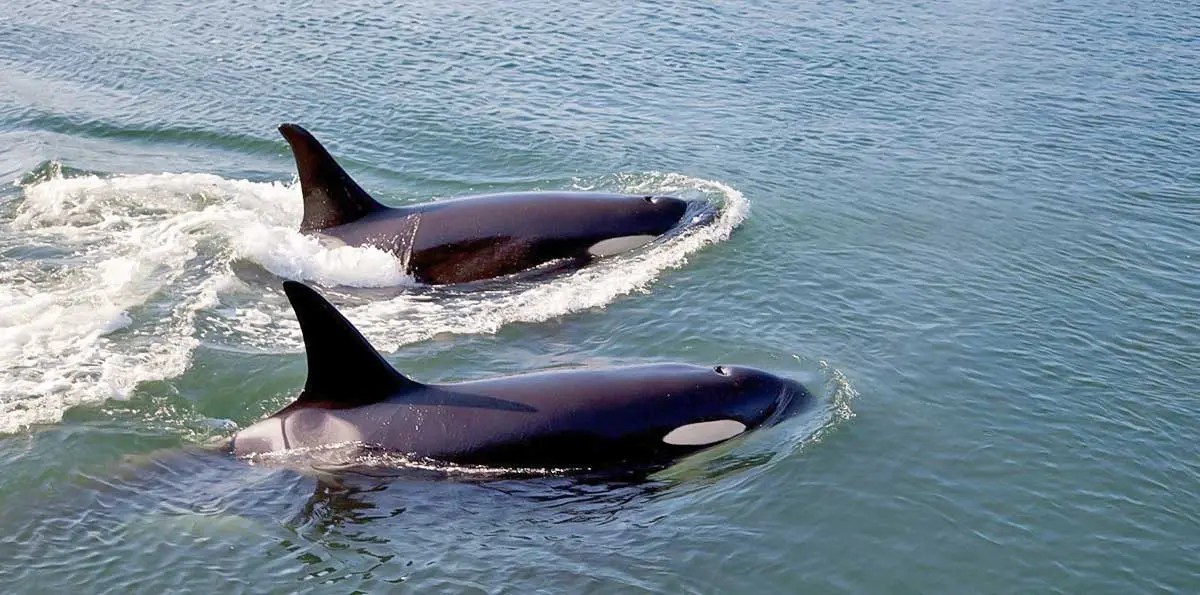 two orcas swimming
