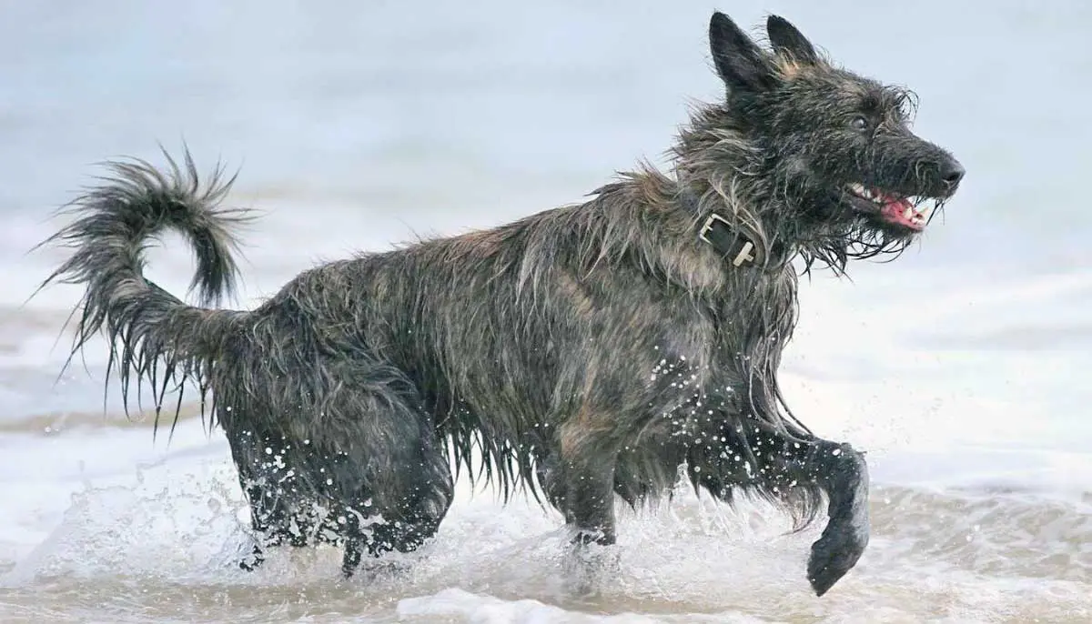 Berger Picard Dog Running in Ocean Waves